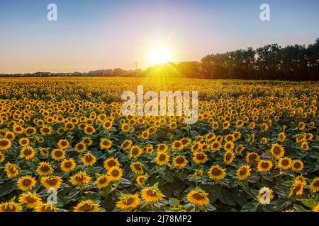 Panoramablick auf Sonnenblumenfeld und blauen Himmel im Hintergrund. Sonnenblumenköpfe im Vordergrund aus der Nähe. Stockfoto