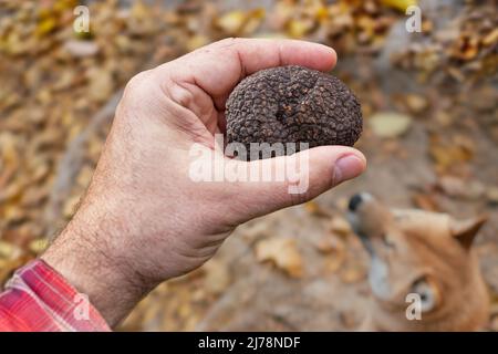 Trüffelpilzsuche. Schwarze essbare Wintertrüffel auf dem Holztisch. Natur Hintergrund. Stockfoto