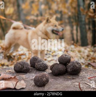 Trüffelpilzsuche. Schwarze essbare Wintertrüffel auf dem Holztisch. Natur Hintergrund. Stockfoto