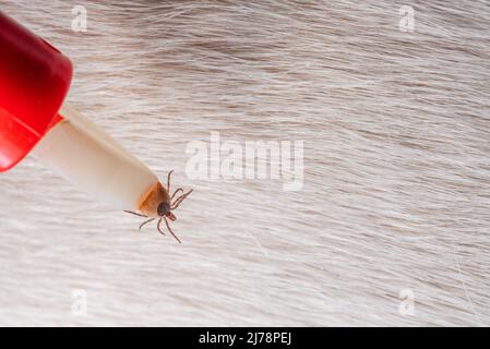 Entfernen einer Zecke von einem Hund. Eine Zange zur Entfernung von Parasiten in Nahaufnahme. Gefahr für Tiere. Stockfoto