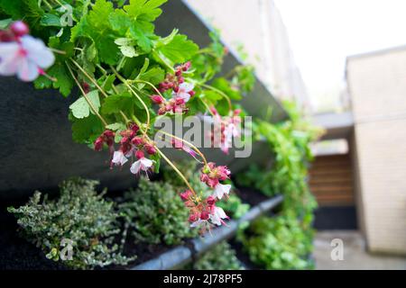 Lebendes Wandsystem für die Stadtbegrünung in der Stadt Oldenburg. Vertikale grüne Wand Garten für Klimaanpassung und städtische Begrünung. Stockfoto