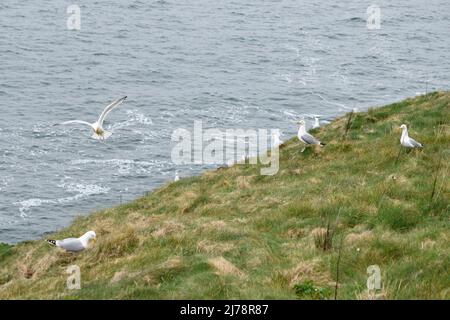 Möwen (Larus argentatus) brüten auf Cliffs in Port Issac Cornwall England Stockfoto