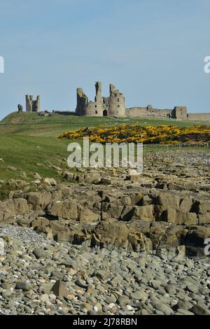 Dunstanburgh Castle, an einem sonnigen Frühlingstag, mit Besen in Blüte, Northumberland Stockfoto