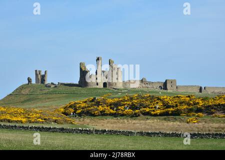 Dunstanburgh Castle, an einem sonnigen Frühlingstag, mit Besen in Blüte, Northumberland Stockfoto