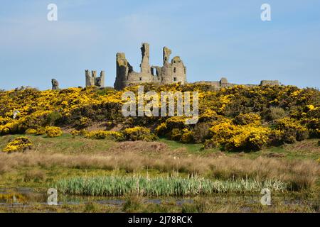 Dunstanburgh Castle, an einem sonnigen Frühlingstag, mit Besen in Blüte, Northumberland Stockfoto