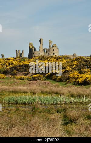 Dunstanburgh Castle, an einem sonnigen Frühlingstag, mit Besen in Blüte, Northumberland Stockfoto