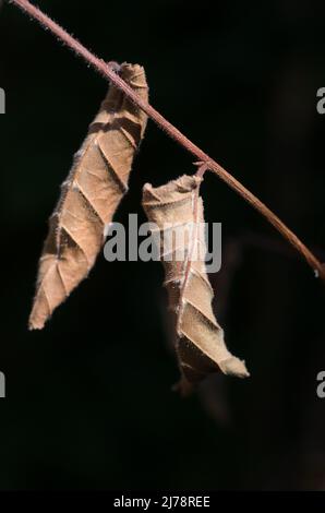 Am Ast hängen tote Herbstblätter Stockfoto
