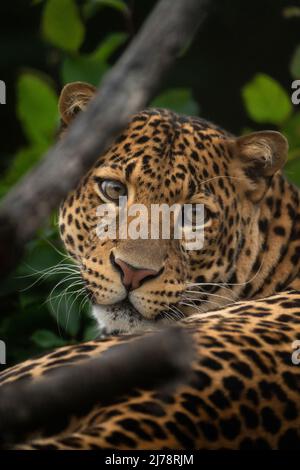 Javan Leopard liegt im Dschungel, Gras, Bäume und wartet auf Beute. Porträt eines seltenen asiatischen Leoparden. Panthera pardus melas. Morgensonne. Stockfoto