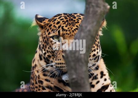 Javan Leopard liegt im Dschungel, Gras, Bäume und wartet auf Beute. Porträt eines seltenen asiatischen Leoparden. Panthera pardus melas. Morgensonne. Stockfoto