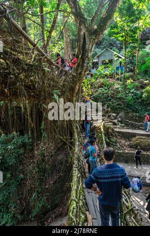 Lebende Baumwurzelbrücke überfüllt mit Touristen am Morgen aus einzigartigem Winkel Bild wird an der Doppeldeckerbrücke cherrapunji meghalaya india am 03. April aufgenommen Stockfoto