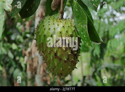 Die Nahaufnahme einer reifen Soursop-Frucht hängt an der Pflanze (Annona muricata) Stockfoto