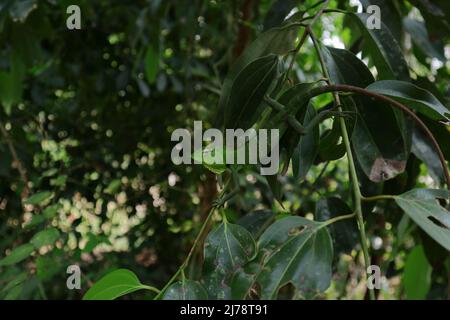 Eine männliche grüne Waldeidechse (Calotes calotes) sitzt oben auf einem Zimtzweig Stockfoto