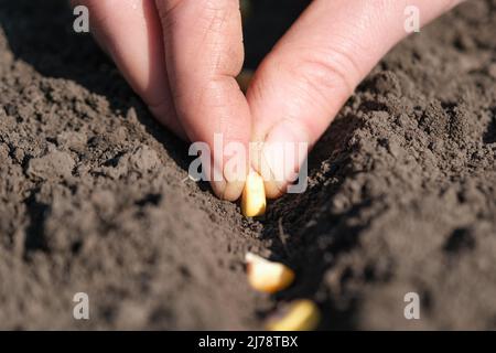 Die Hand legt Maiskörner in das Loch. Samen in den Boden Pflanzen. Saatbetrieb oder Landwirtschaft Konzept. Stockfoto