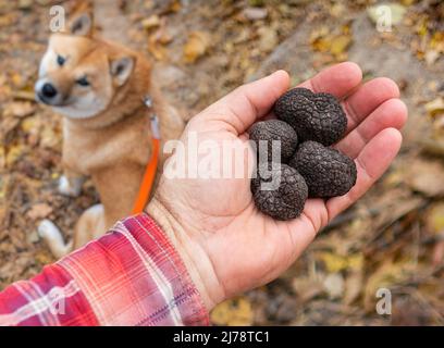 Trüffelpilzsuche. Schwarze essbare Wintertrüffel auf dem Holztisch. Natur Hintergrund. Stockfoto