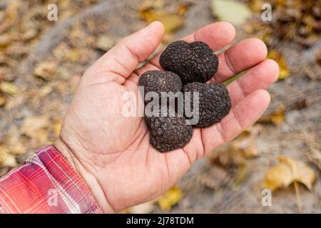 Schwarzer Trüffelpilz in der Hand des Menschen. Natur Hintergrund. Stockfoto