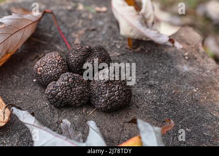 Schwarze essbare Wintertrüffel auf dem Holztisch. Natur Hintergrund. Stockfoto