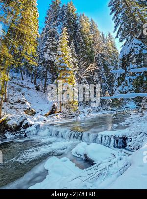 Tannenbäume mit Schnee bedeckt und Bergbach mit eisigen Rand. Schöner Winterhintergrund. Stockfoto
