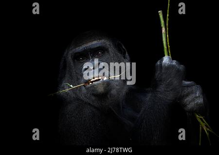 Porträt eines westlichen Tieflandgorillas (GGG) aus der Nähe. Silverback - erwachsenes Männchen eines Gorilla in einem einheimischen Lebensraum. Dschungel der Zentralafrikanischen Republik Stockfoto