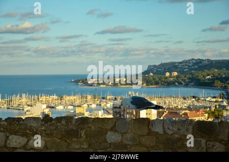 Eine Möwe sitzt auf einer Steinmauer mit Blick auf den Hafen und die Küstenlandschaft von Denia im leicht bewölkten Sommernachtshimmel Stockfoto