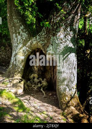 Buchenwald in Eartham Wood, West Sussex. Römische Straße die Stane Street verläuft durch den Wald Stockfoto