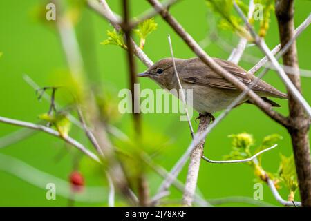 Der Vogel, der im Busch versteckt ist. Gartenlaubsänger, Sylvia Borin, Polen. Stockfoto