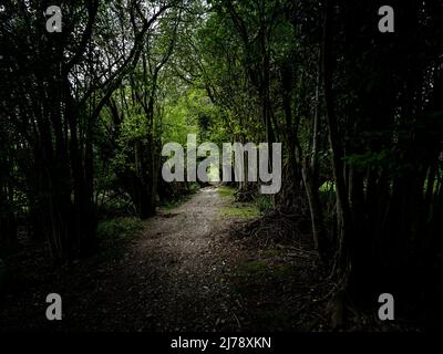 Stane Street Roman Road in Eartham Wood, West Sussex Stockfoto