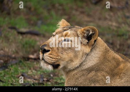 Ein paar auffällige Highland-Kühe, die an der schottischen Nordküste gefangen wurden. Sonnenaufgang, Sonnenuntergang im Sommer, Frühling. Stockfoto
