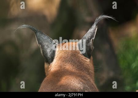 Caracal, afrikanischer Luchs, in grüner Grasvegetation. Schöne Wildkatze in Naturlebensraum, Botswana, Südafrika. Tier von Angesicht zu Angesicht auf Schotter wandern Stockfoto