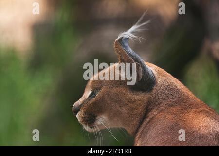 Caracal, afrikanischer Luchs, in grüner Grasvegetation. Schöne Wildkatze in Naturlebensraum, Botswana, Südafrika. Tier von Angesicht zu Angesicht auf Schotter wandern Stockfoto