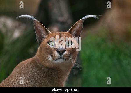Caracal, afrikanischer Luchs, in grüner Grasvegetation. Schöne Wildkatze in Naturlebensraum, Botswana, Südafrika. Tier von Angesicht zu Angesicht auf Schotter wandern Stockfoto