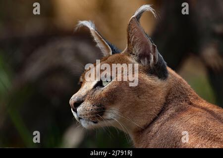 Caracal, afrikanischer Luchs, in grüner Grasvegetation. Schöne Wildkatze in Naturlebensraum, Botswana, Südafrika. Tier von Angesicht zu Angesicht auf Schotter wandern Stockfoto