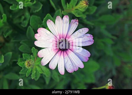 Wunderschöne blühende Cape Daisy mit Regentropfen auf der Osterinsel, Chile, Südamerika Stockfoto