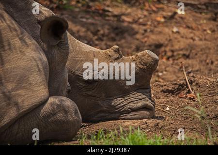 Zwei enthornte weiße Nashörner (Ceratotherium simum) schlafen im Kruger Nationalpark. Südafrikanische Nationalparks enthorten Nashörner in einem Versuch, die Wilderin einzudämmen Stockfoto