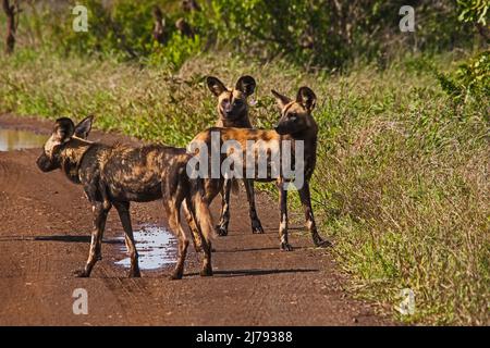 Der African Wid Dog, auch Painted Dog oder Painted Wolf genannt, ist eine der am stärksten gefährdeten Säugetiere der Welt Stockfoto