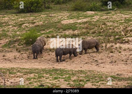 Zwei enthornte weiße Nashörner (Ceratotherium simum), die sich im Krüger National Park zum Kampf aufmachen. Südafrikanische Nationalparks enthorten Nashörner in einem Versuch Stockfoto