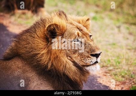 Ein dominanter männlicher Löwe (Panthera leo) an einem regnerischen Morgen im Krüger National Park. Südafrika Stockfoto