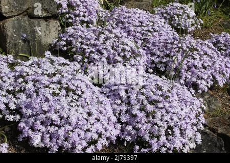 Kissen Mit Schleichenden Phlox-Smaragdgrün Stockfoto