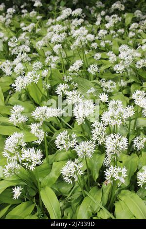 Wilder Knoblauch oder Bärlauch Allium ursinum Stockfoto