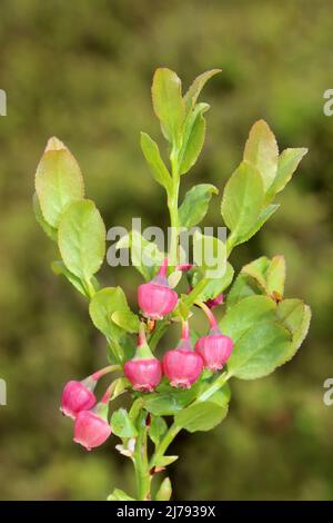 Blühende Heidelbeere Vaccinium myrtillus Stockfoto