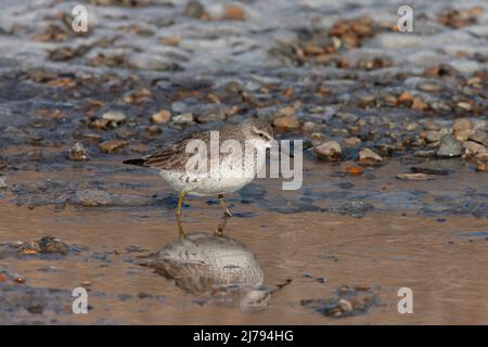 Red Knot, Winterwanderung, Watvögel, die an der Norfolk Coast, East Anglia, Großbritannien, nach Nahrung fragen Stockfoto