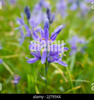 Gewöhnliche Kamas (Camassia quamash) blühen im Mai auf einer Garry-Eichenwiese im Uplands Park in Oak Bay, British Columbia, Kanada. Stockfoto