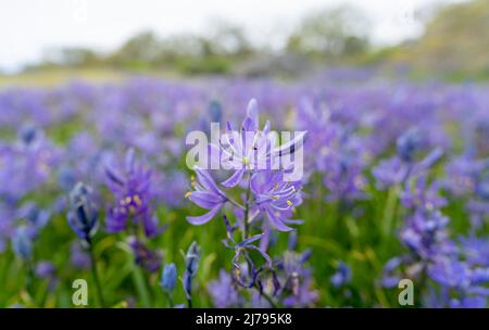 Gewöhnliche Kamas (Camassia quamash) blühen im Mai auf einer Garry-Eichenwiese im Uplands Park in Oak Bay, British Columbia, Kanada. Stockfoto