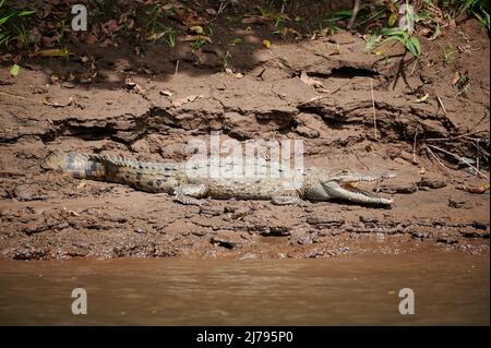 Amerikanisches Krokodil (Crocodylus acutus), Rio Bebedero, Costa Rica, Mittelamerika Stockfoto