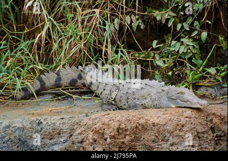 American Crocodile (Crocodylus acutus), Sierpe, Corcovado National Park, Osa Peninsula, Costa Rica, Mittelamerika tra Stockfoto