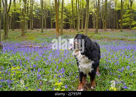 Berner Sennenhund steht im Blauwalde, schaut weg und hinauf Stockfoto