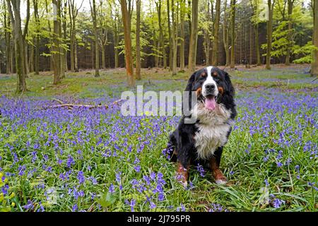 Berner Sennenhund, der in den Bluebells im Wald sitzt Stockfoto