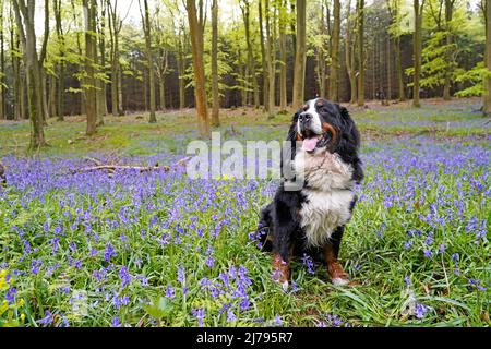 Berner Sennenhund sitzt im Blauwalde Stockfoto