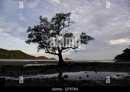 30. April 2022, Koh Chang, Thailand: Der einsame Baum des Resorts an der Blue Haven Bay von Siam Royal View am Chang Noi Beach, Koh Chang Island in der Provinz trat. Koh Chang ist eine beliebte Touristeninsel, die etwa 350 km südöstlich der Hauptstadt Bangkok liegt. (Bild: © Paul Lakatos/SOPA Images via ZUMA Press Wire) Stockfoto