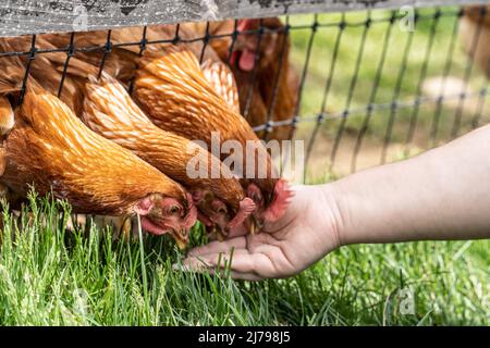 Hühner auf einer freilandigen Geflügelfarm werden in Lancaster County, Pennsylvania, von Hand gefüttert Stockfoto