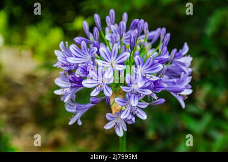 Gewöhnlicher Agapanthus (Agapanthus praecox), mit grünem Blatthintergrund Stockfoto